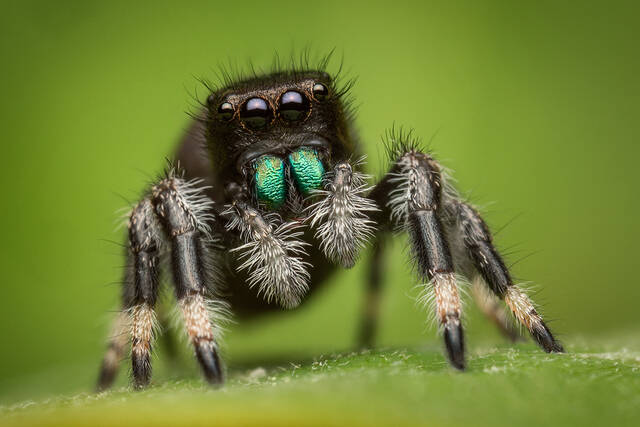 phidippus regius print