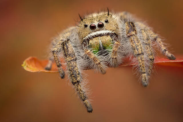 Phidippus texanus (adult female) print
