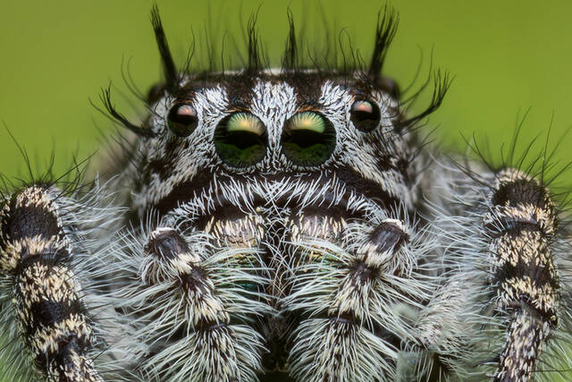 Phidippus tigris print