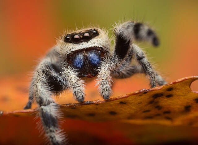 Phidippus tux print
