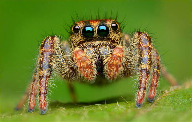 Phidippus Whitmani (subadult) print