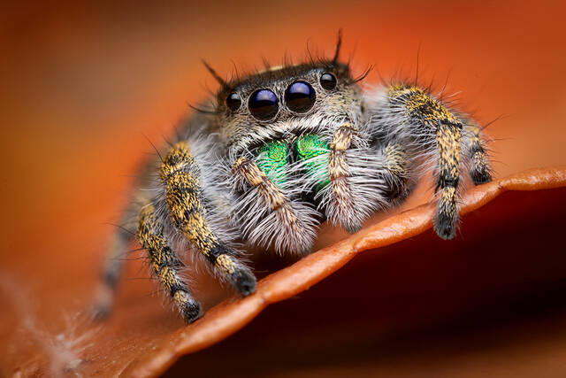 Phidippus workmani print