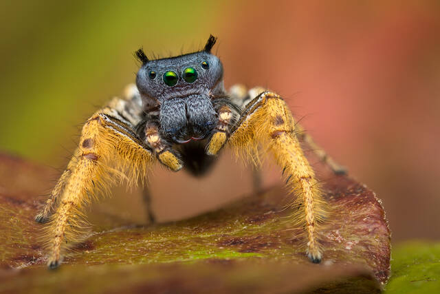 Phidippus arizonensis (adult male) print