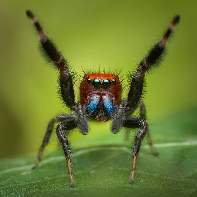 Phidippus cardinalis print