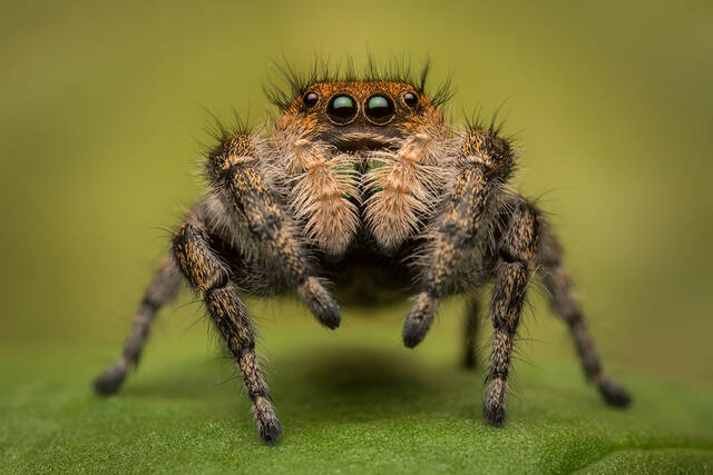 Phidippus apacheanus (adult female) print