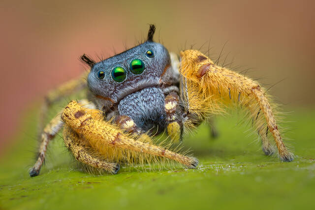 Phidippus arizonensis print