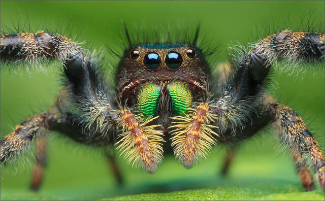 Phidippus audax print