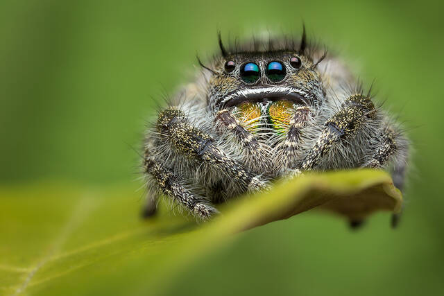 Phidippus audax print