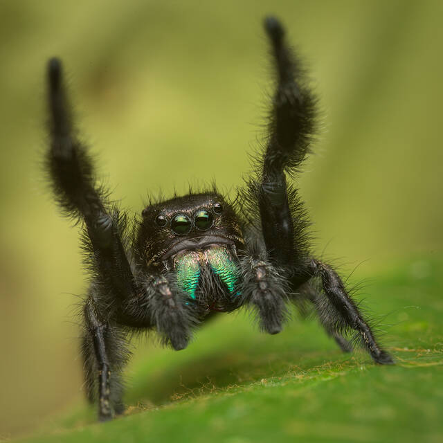Phidippus bidentatus print