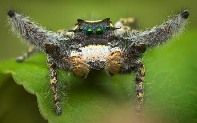 Phidippus carolinensis print