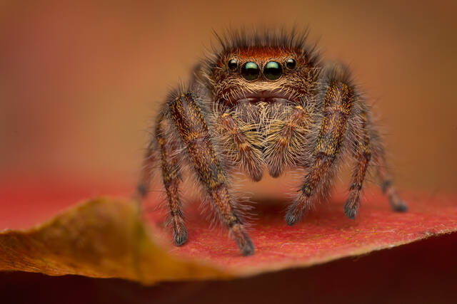 Phidippus cardinalis (female) print