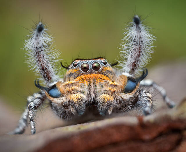 Phidippus comatus print