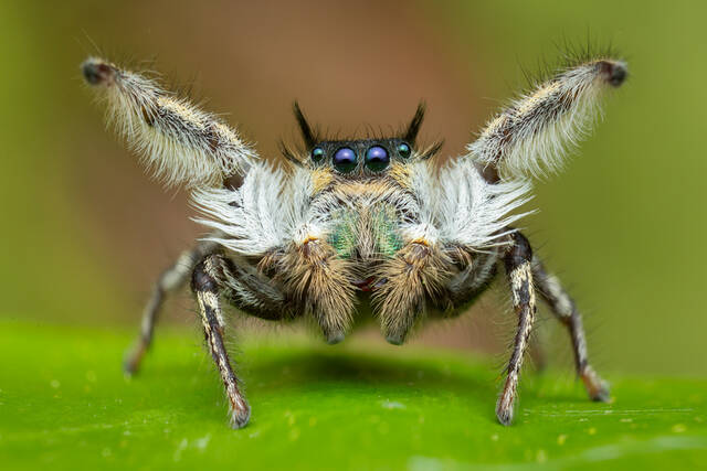 Phidippus insignarius print