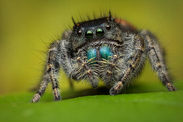 Phidippus johnsoni (female) print