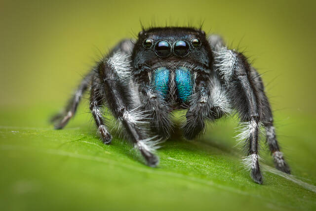 Phidippus johnsoni (male) print