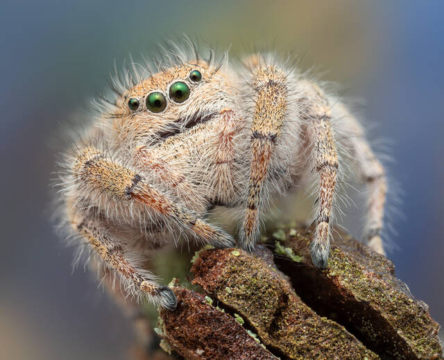 Phidippus octopunctatus print
