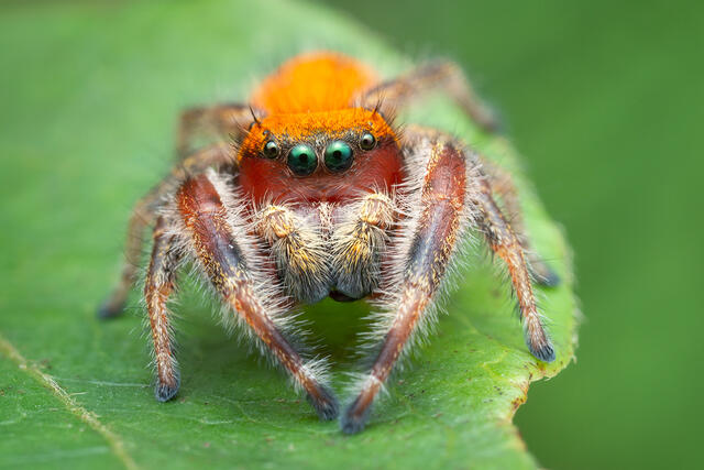 Phidippus pius print