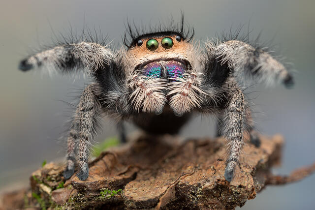Phidippus regius print