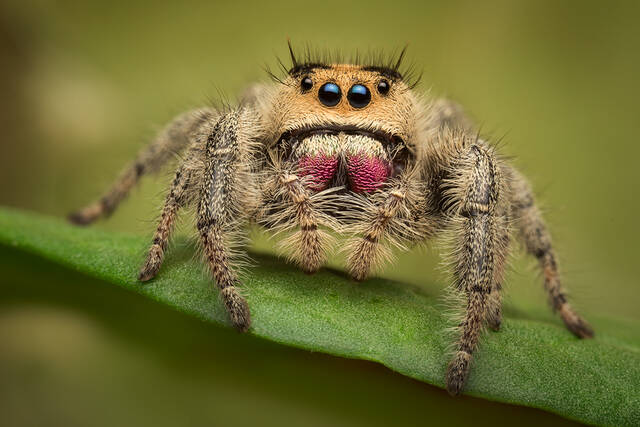 Phidippus regius (female) print
