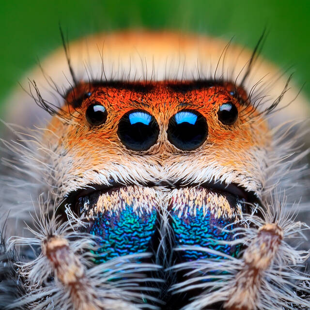 Phidippus regius (adult female) print
