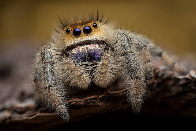 Phidippus regius (tan form adult female) print