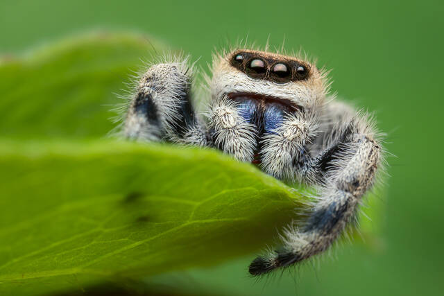 Phidippus tux print