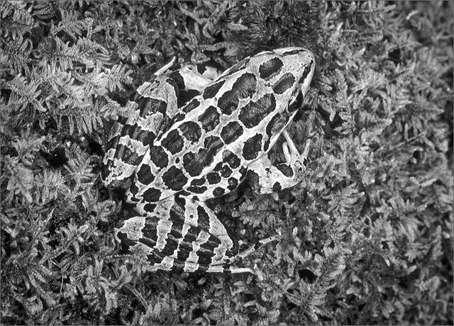Pickerel Frog print
