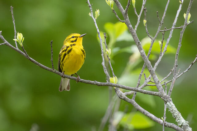 Praire Warbler print