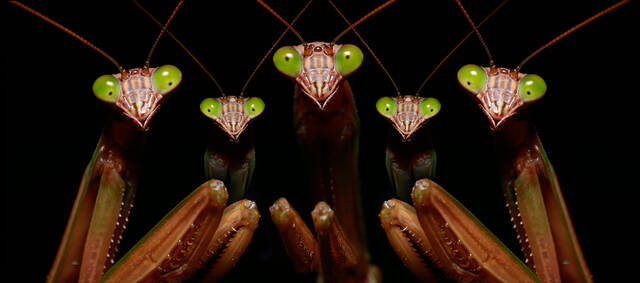 Praying Mantis Family Portrait- print