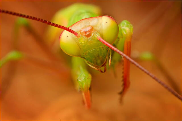 Praying Mantis print