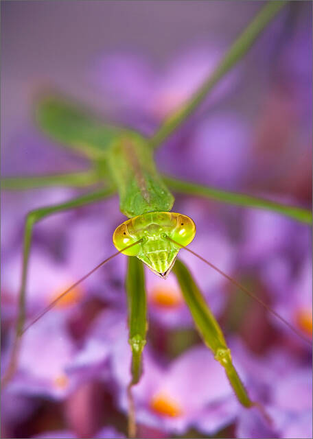 Praying Mantis print