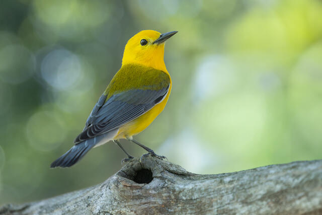 Prothonotary Warbler print