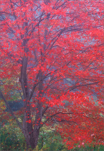 Red Maple in the Fog print