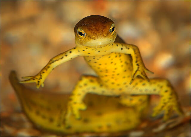 Red-spotted Newt print