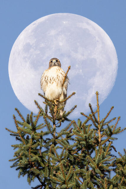 Red-tailed Hawk print