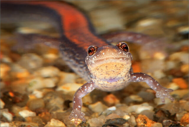 Eastern Redback Salamander print