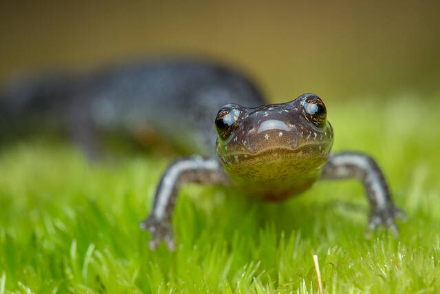 Redback Salamander (lead phase) print