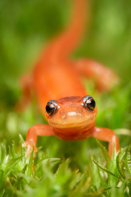 Red-backed Salamander (red form) print