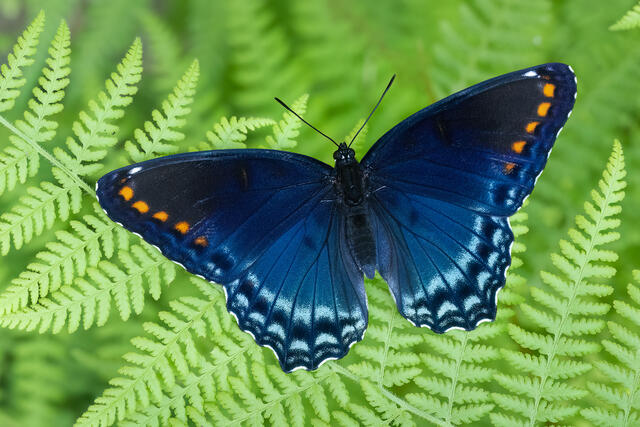 Red-spotted Purple Butterfly print