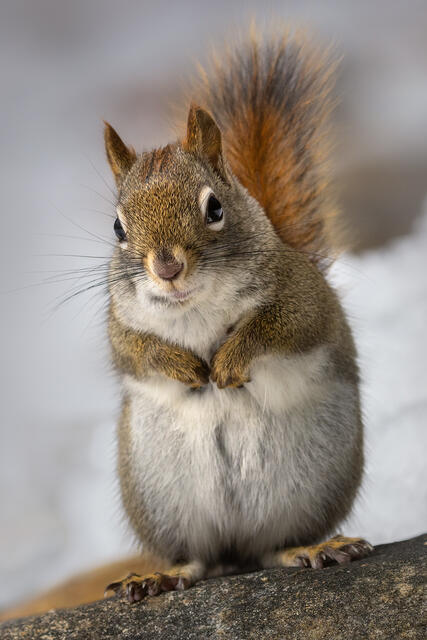 Red Squirrel print