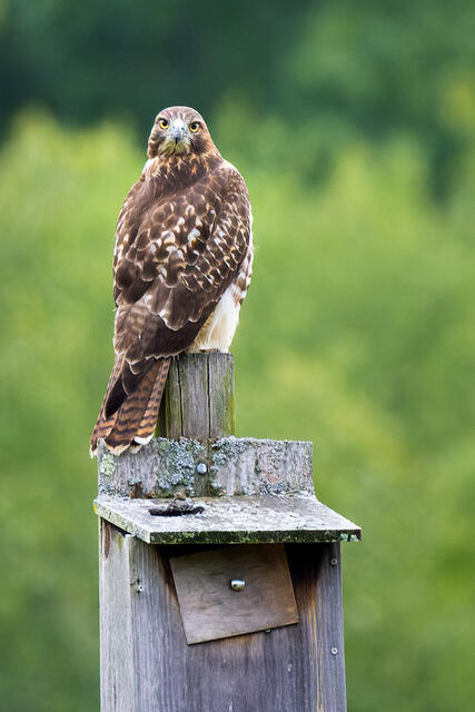 Red-tailed Hawk print