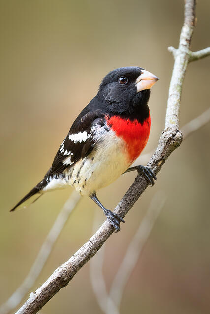 Rose-breasted grosbeak print