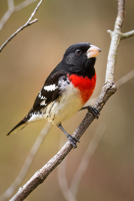 Rose-breasted Grosbeak print