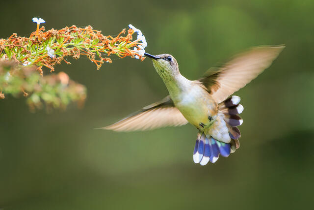 Ruby-throated Hummingbird II print