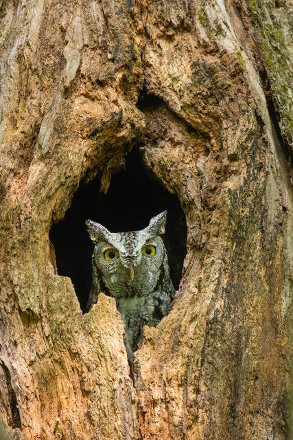 Estern Screech Owl print