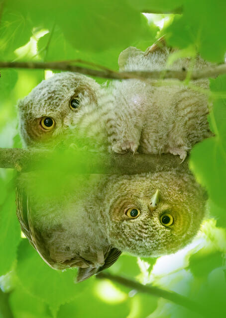 Eastern Screech Owlets print