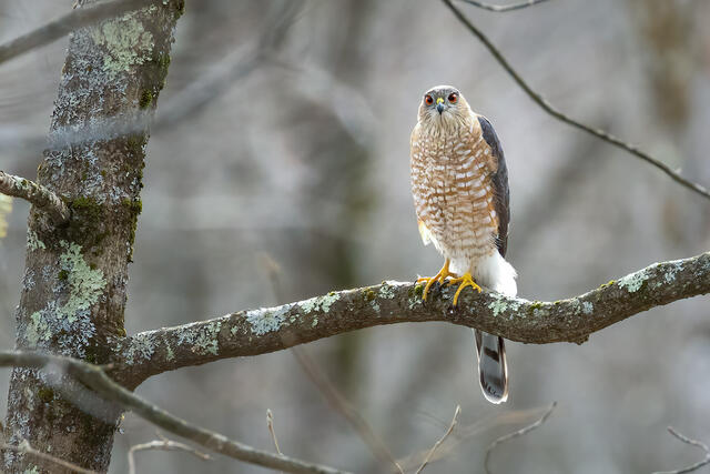 Sharp-shinned Hawk print