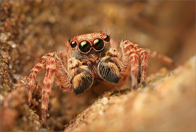 Unknown Jumping Spider print