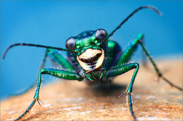 Six Spotted Tiger Beetle print