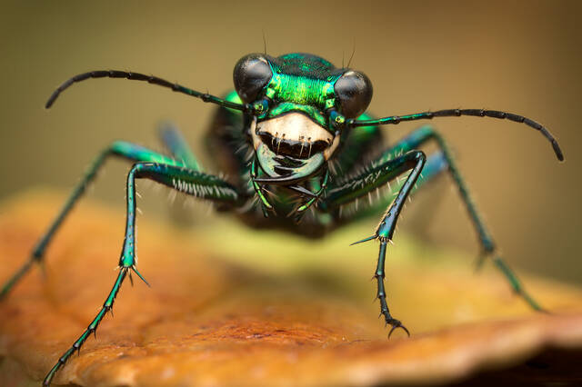 Six-spotted Tiger Beetle print